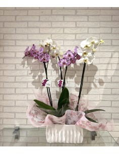 Composición de phalenopsis